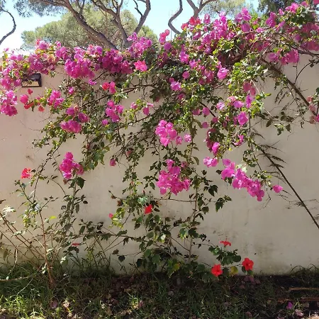 Chale Santa Maria Punta Umbría